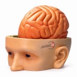 Human Head Brain